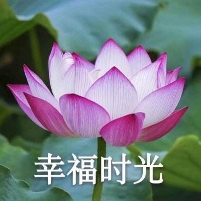 无敌小拳拳变态版下载